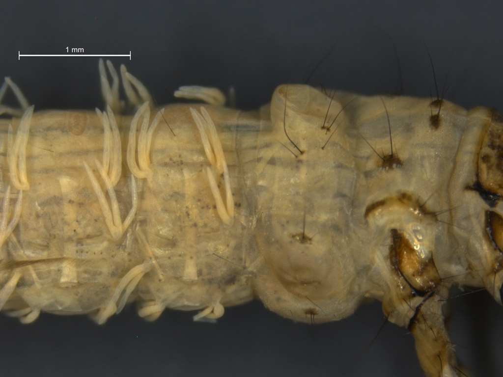 Anabolia laevis & furcata